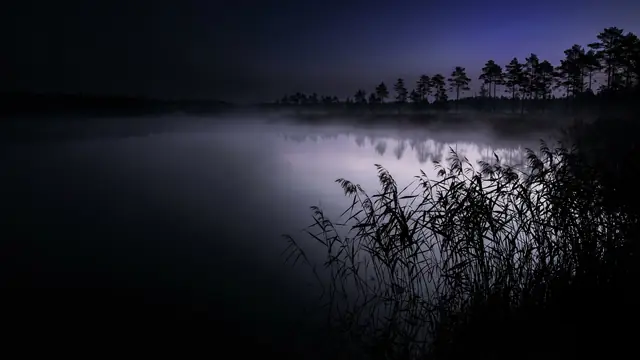 Field bioacoustic recording in a wetland habitat, sensors capturing species sound.