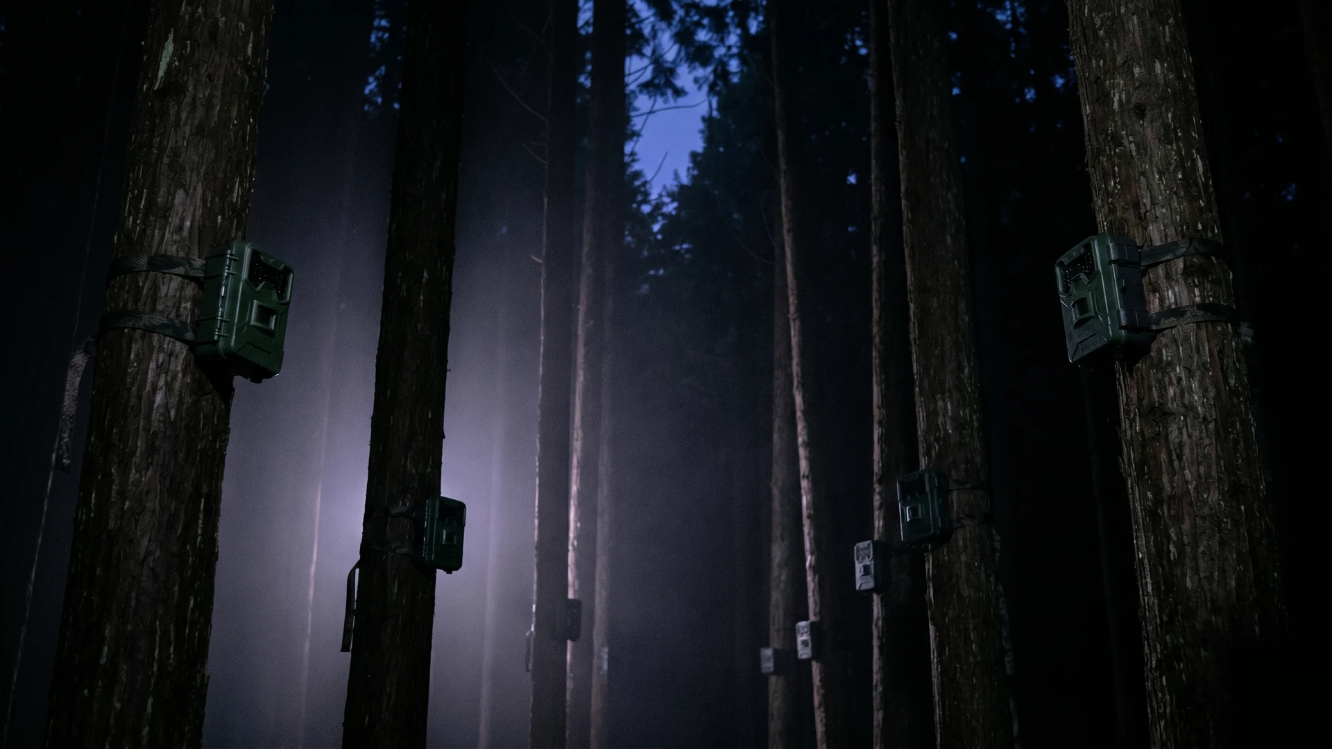 Autonomous recording units arrayed across a forest canopy at pre-dawn